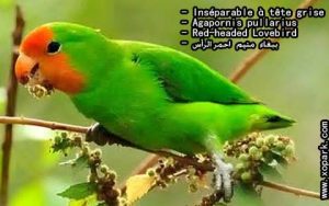 Agapornis pullarius (Inséparable à tête rouge - Red-headed Lovebird) est une espèce d'inséparables de la famille des Psittacidés, ses descriptions, ses photos et ses vidéos sont ici àxopark.com