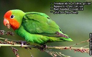 Agapornis pullarius (Inséparable à tête rouge - Red-headed Lovebird) est une espèce d'inséparables de la famille des Psittacidés, ses descriptions, ses photos et ses vidéos sont ici àxopark.com