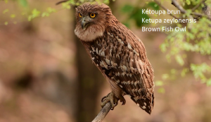 Kétoupa brun - Ketupa zeylonensis - Brown Fish Owl