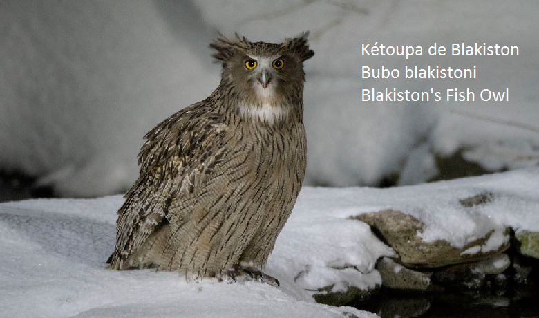 Kétoupa de Blakiston - Bubo blakistoni - Blakiston's Fish Owl