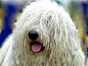 Komondor - Hungarian Komondor - Hungarian Sheepdog - Mop Dog