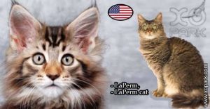 LaPerm - LaPerm CAT