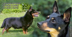 Lancashire Heeler - Ormskirk Heeler - Ormskirk Terrier