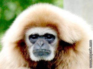 Lar - Hylobates lar - Gibbon lar - Lar gibbon - Hylobatidae - Primates