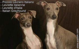Levrette italienne - Levrette d'Italie - Italian Greyhound - Piccolo Levriero Italiano