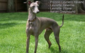 Levrette italienne - Levrette d'Italie - Italian Greyhound - Piccolo Levriero Italiano