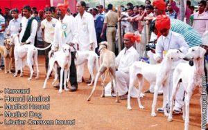 Lévrier Caravan hound - Karwani - Hound Mudhol - Mudhol Hound - Mudhol Dog
