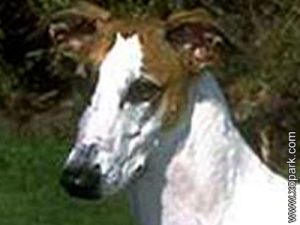 Lévrier Rampur - Rampur Greyhound - North-Indian Greyhound - Rampur Hound