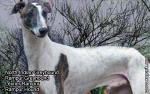 Lévrier Rampur - Rampur Greyhound - North-Indian Greyhound - Rampur Hound