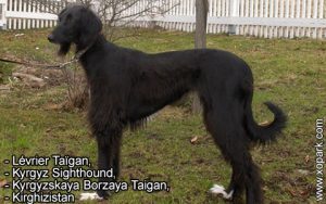Lévrier Taïgan, Kyrgyz Sighthound, Kyrgyzskaya Borzaya Taigan, Kirghizistan