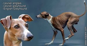 Lévrier anglais - Lévrier greyhound - English Greyhound