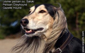 Lévrier persan - Saluki - Persian Greyhound - Gazelle Hound