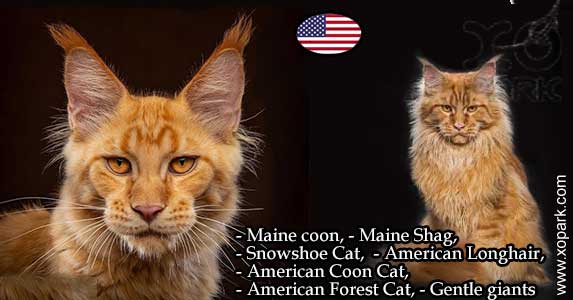 Maine coon, Maine coon cat, Coon Cat, Maine Cat, Maine Shag, Snowshoe Cat, American Longhair, American Coon Cat, American Forest Cat, Gentle giants