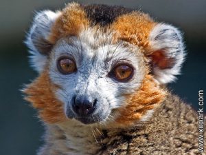 Maki - Eulemur - Lemur - Varecia - Hapalemur - Avahi - Lemuridae