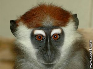 Mangabey - Cercocebus - Lophocebus - Cercopithecidae - Primates