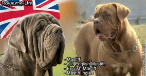 Mastiff, Old English Mastiff, English Mastiff, Mastín inglés