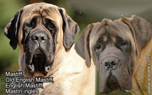 Mastiff, Old English Mastiff, English Mastiff, Mastín inglés