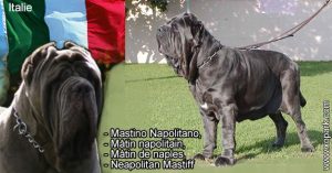 Mastino Napolitano, Mâtin napolitain, Mâtin de naples, Neapolitan Mastiff