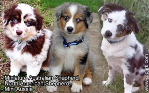 Miniature Australian Shepherd, North American Shepherd, Mini Aussie