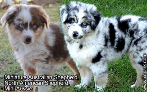 Miniature Australian Shepherd, North American Shepherd, Mini Aussie