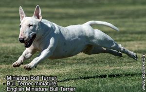 Miniature Bull Terrier, Bull Terrier miniature, English Miniature Bull Terrier