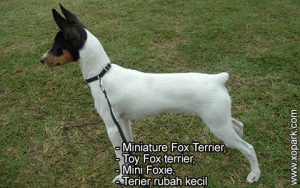 Miniature Fox Terrier, Toy Fox terrier, Mini Foxie, Terier rubah kecil