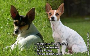 Miniature Fox Terrier, Toy Fox terrier, Mini Foxie, Terier rubah kecil
