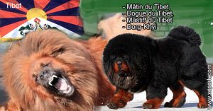 Mâtin du Tibet, Dogue du Tibet, Mastiff du Tibet - Dorg-Khyi