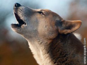New Guinea Singing Dog, Canis lupus dingo, Chien chanteur de Nouvelle-Guinée, Dingo de Nouvelle-Guinée, Canis lupus hallstromi