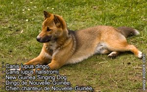 New Guinea Singing Dog, Canis lupus dingo, Chien chanteur de Nouvelle-Guinée, Dingo de Nouvelle-Guinée, Canis lupus hallstromi