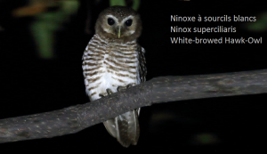 Ninoxe à sourcils blancs - Ninox superciliaris - White-browed Hawk-Owl