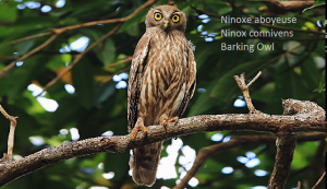 Ninoxe aboyeuse - Ninox connivens - Barking Owl