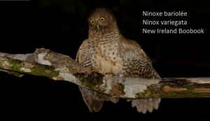 Ninoxe bariolée - Ninox variegata - New Ireland Boobook