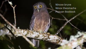 Ninoxe brune - Ninox theomacha - Papuan Boobook