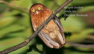 Ninoxe cinabre - Ninox ios - Cinnabar Boobook