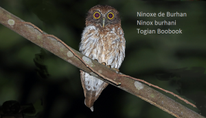 Ninoxe de Burhan - Ninox burhani - Togian Boobook