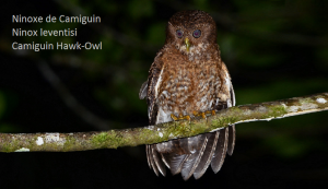 Ninoxe de Camiguin - Ninox leventisi - Camiguin Hawk-Owl