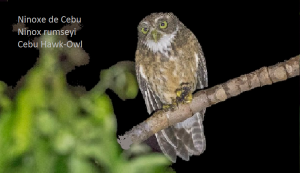 Ninoxe de Cebu - Ninox rumseyi - Cebu Hawk-Owl