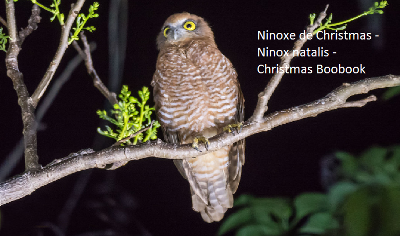 Ninoxe de Christmas - Ninox natalis - Christmas Boobook
