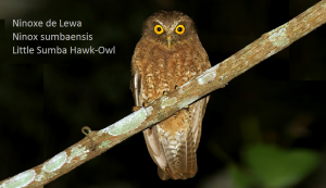 Ninoxe de Lewa - Ninox sumbaensis - Little Sumba Hawk-Owl