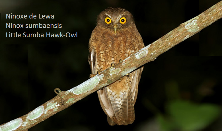 Ninoxe de Lewa - Ninox sumbaensis - Little Sumba Hawk-Owl