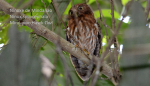 Ninoxe de Mindanao - Ninox spilocephala - Mindanao Hawk-Owl