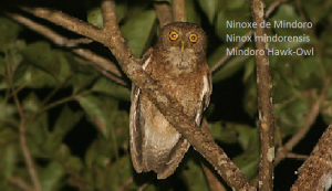 Ninoxe de Mindoro - Ninox mindorensis - Mindoro Hawk-Owl