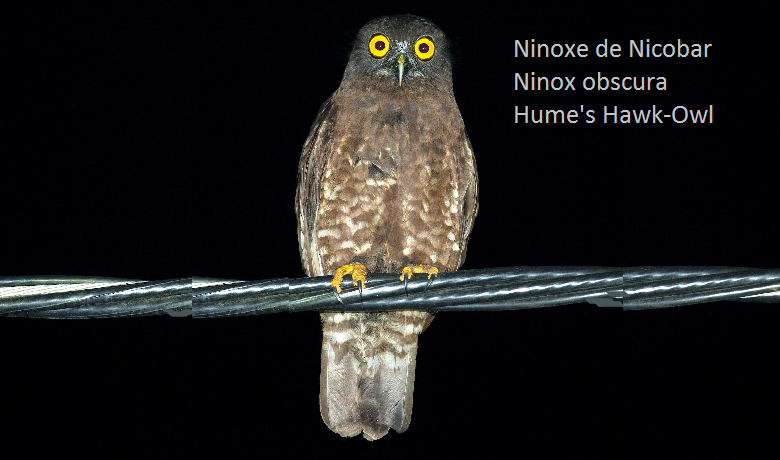 Ninoxe de Nicobar - Ninox obscura - Hume's Hawk-Owl