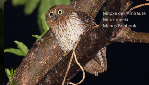 Ninoxe de l'Amirauté - Ninox meeki - Manus Boobook