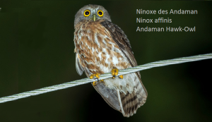 Ninoxe des Andaman - Ninox affinis - Andaman Hawk-Owl