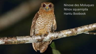 Ninoxe des Moluques - Ninox squamipila - Hantu Boobook