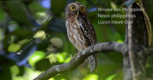 Ninoxe des Philippines - Ninox philippensis - Luzon Hawk-Owl