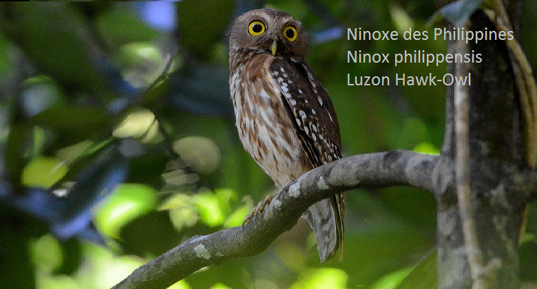 Ninoxe des Philippines - Ninox philippensis - Luzon Hawk-Owl