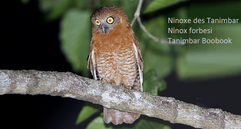 Ninoxe des Tanimbar - Ninox forbesi - Tanimbar Boobook